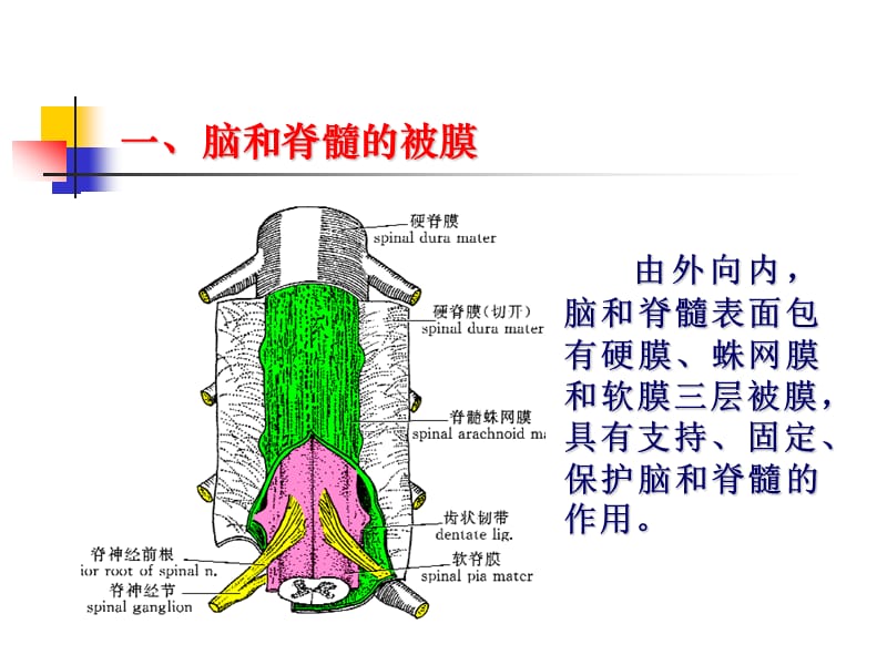 cns6脑血管.ppt_第2页