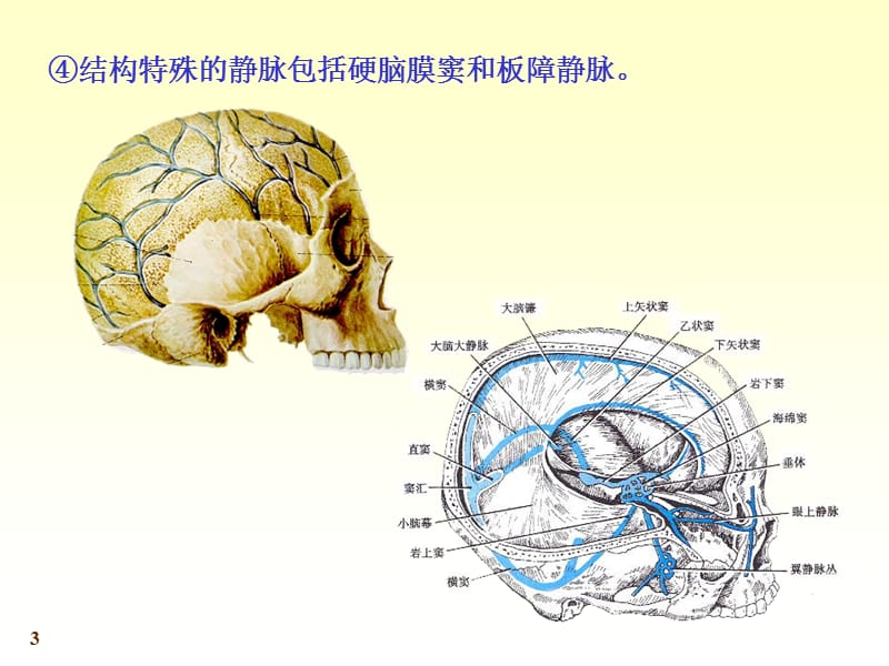 chapter11-4静脉.ppt_第3页