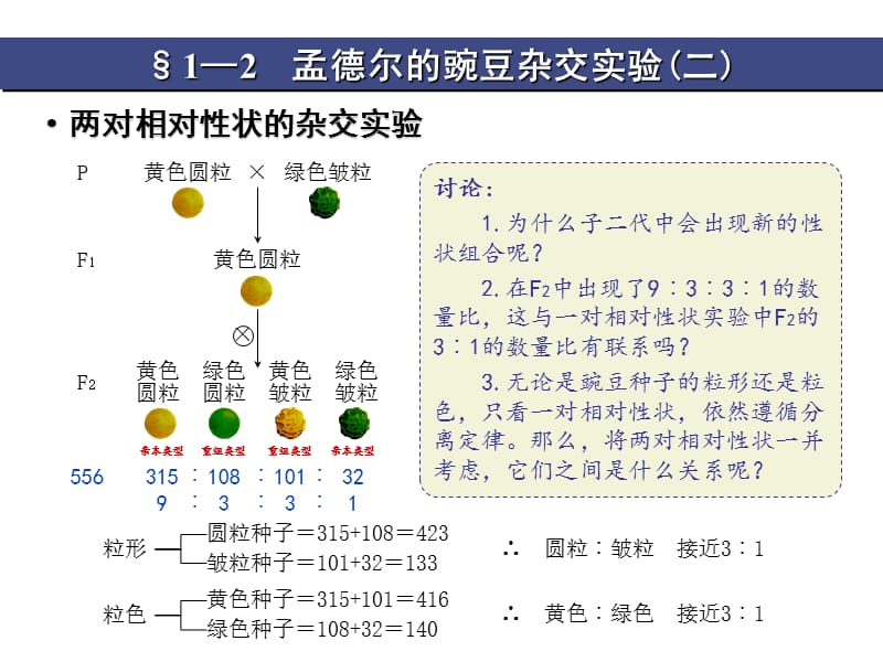 1-2.1孟德尔的豌豆杂交实验(二).ppt_第2页