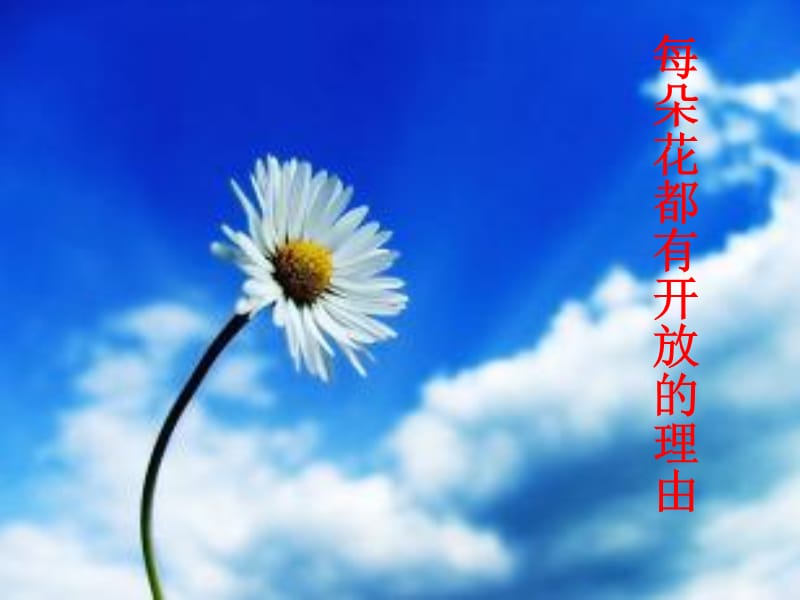 每朵花都有开放的理由.ppt_第1页