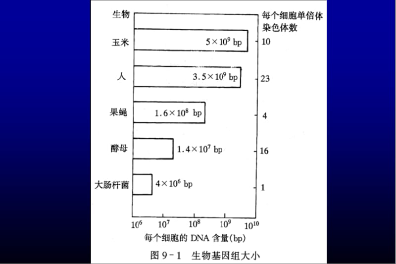 Ch05 基因在大肠杆菌、酵母中的高效表达(part two).ppt_第2页