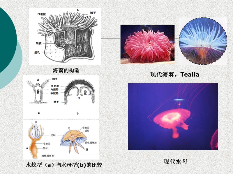 古生物地史学04-2.ppt_第3页