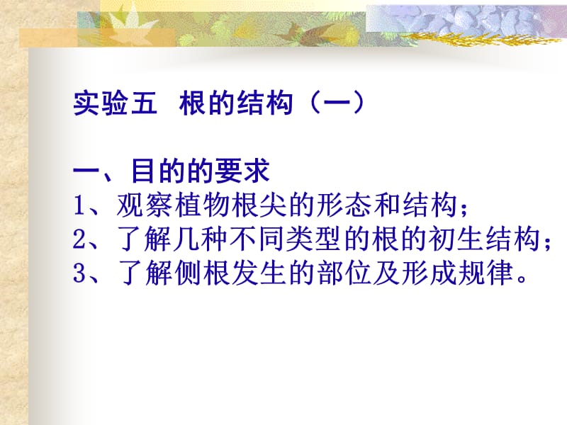 实验五 根的结构（一）.ppt_第1页