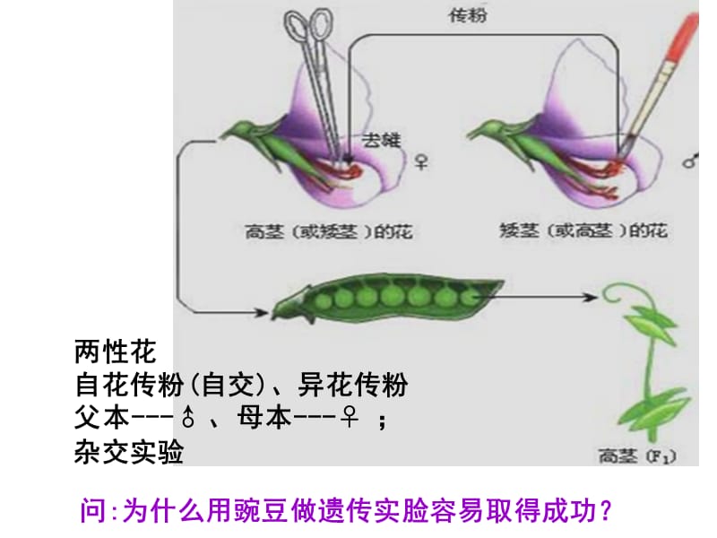 2.1.1-1孟德尔豌豆杂交实验.ppt_第2页