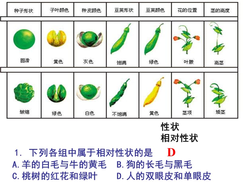 2.1.1-1孟德尔豌豆杂交实验.ppt_第3页