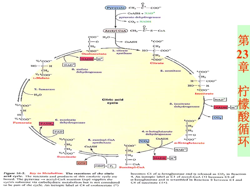 chapter23 柠檬酸循环.ppt_第1页