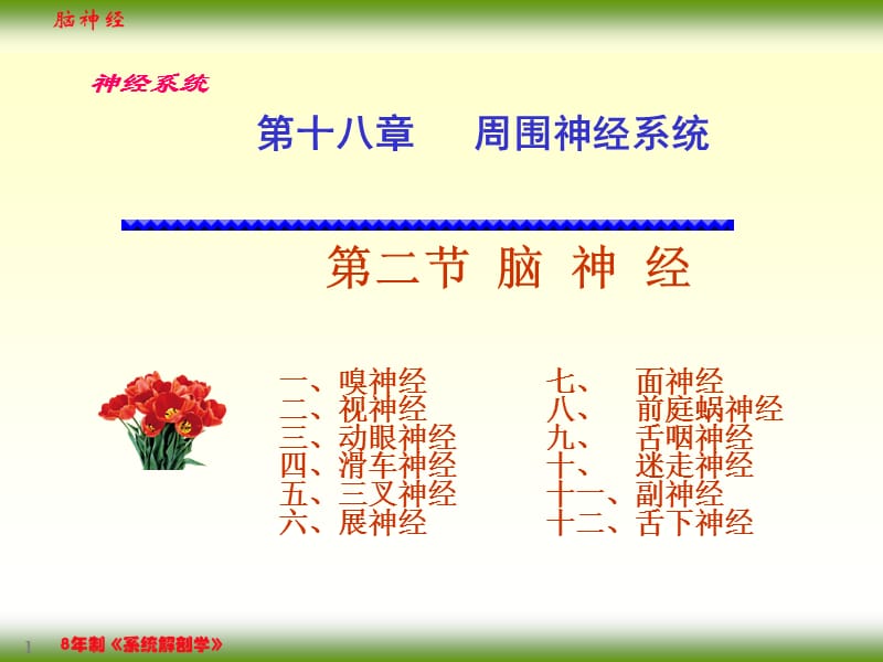 F、脑神经课件.ppt_第1页