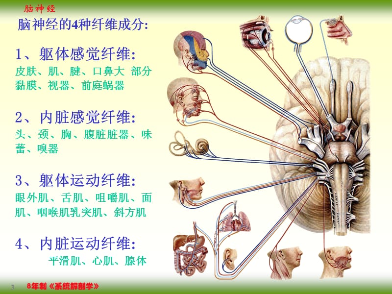 F、脑神经课件.ppt_第3页