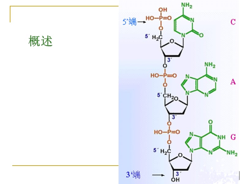 chapter 11 Metabolism of nucleoides acid-中药11.ppt_第2页
