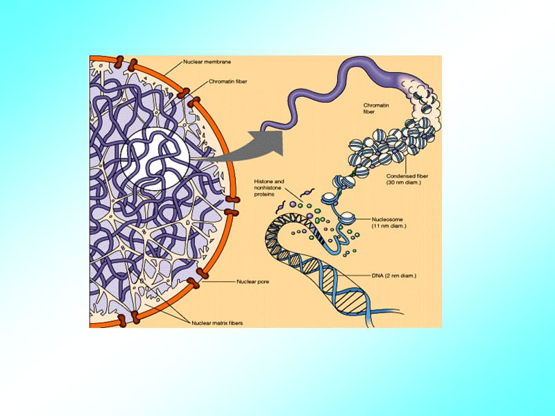 《分子生物学检验技术课件》核酸的基本结构和功能.ppt_第2页