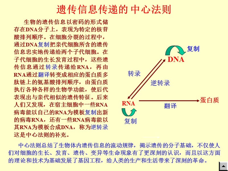 蛋白质的生物合成.ppt_第2页