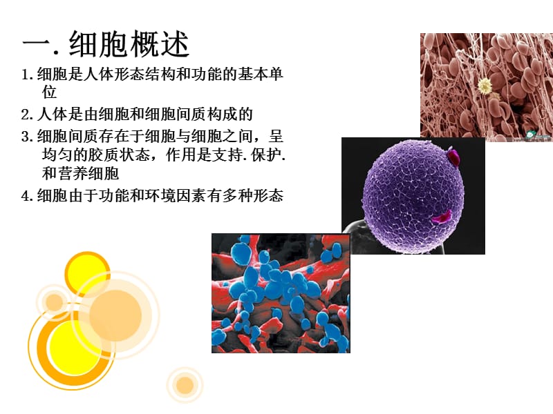 PPT细胞.ppt_第3页