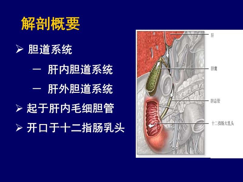 胆道疾病病人的护理.ppt_第2页