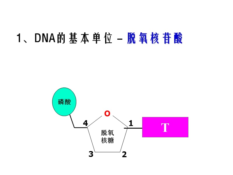 课题2__多聚酶链式反应扩增DNA片段.ppt_第3页