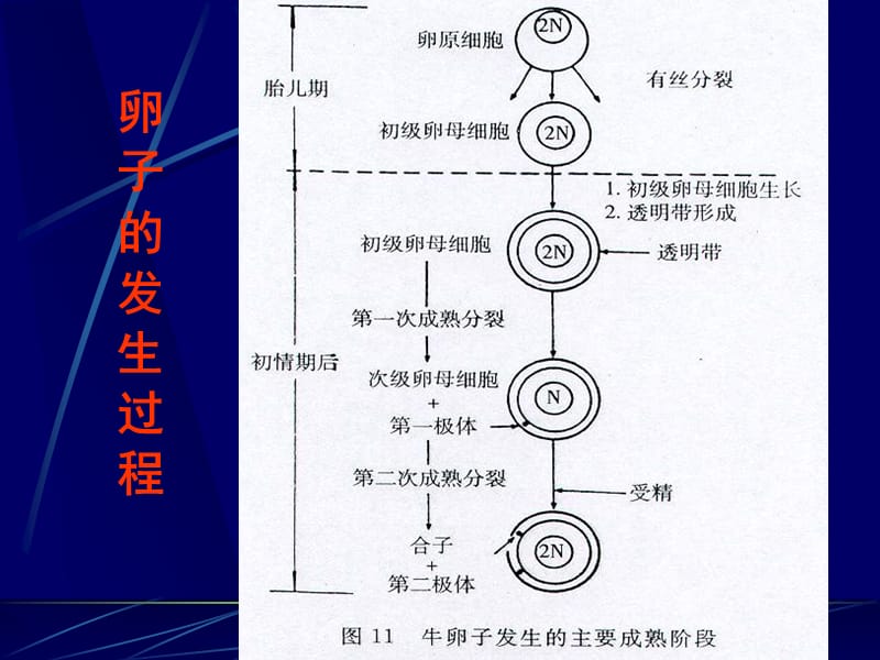 家畜繁殖学 第4章 雌性生殖生理.ppt_第3页