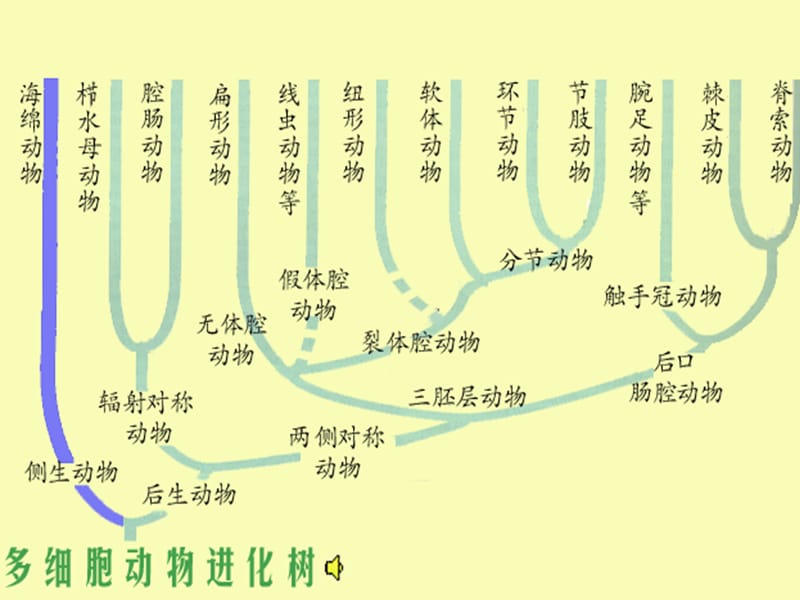 奥赛冲刺-第3轮：考点串讲-动物学.ppt_第3页