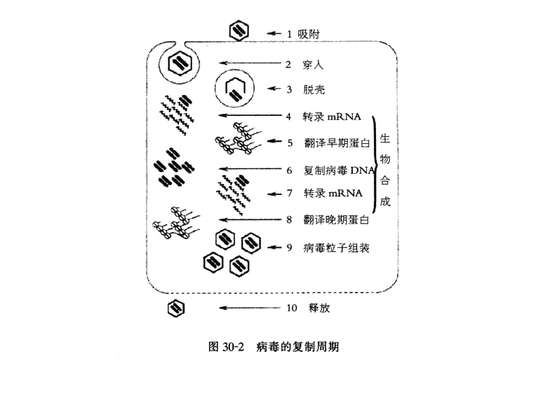 病毒的复制.ppt_第3页