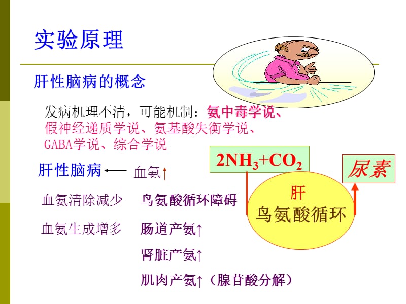 氨在肝性脑病发生机理中的作用.ppt_第3页