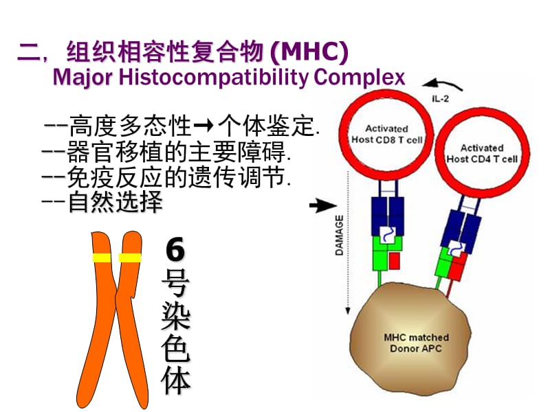 病理学 免疫性疾病.ppt_第3页