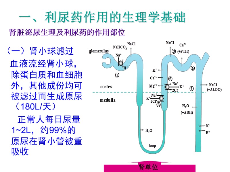 pharm24利尿.ppt_第2页