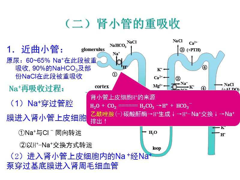 pharm24利尿.ppt_第3页