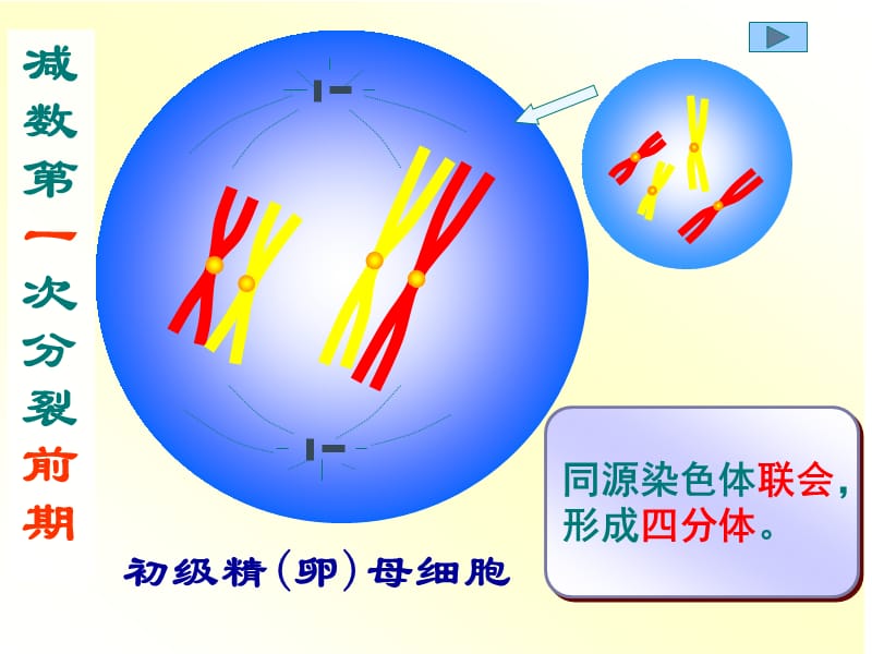 减数分裂和有丝分裂的区别与联系.ppt_第2页