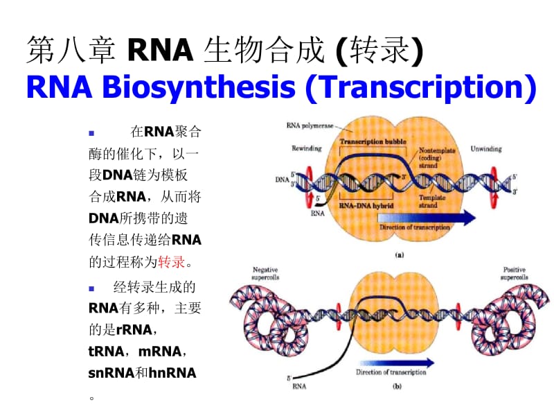 第八章RNA生物合成.ppt_第1页