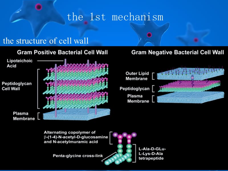 THE MECHANNISMS FOR THE ANTIBACTERIAL ACTIVITY OF ANTIBIOTICS.ppt_第3页