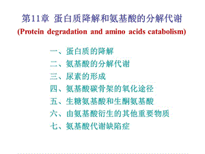 蛋白质代谢20121720.ppt