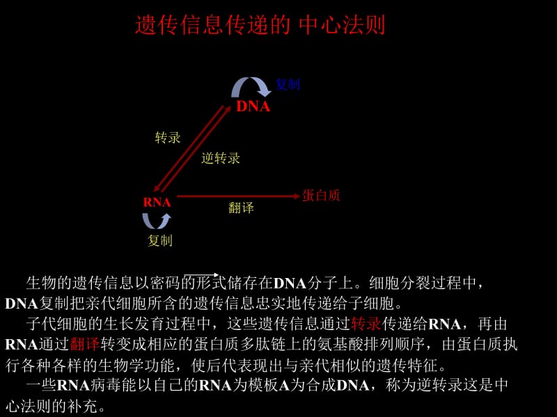 转录基本知识 (NXPowerLite).ppt_第2页