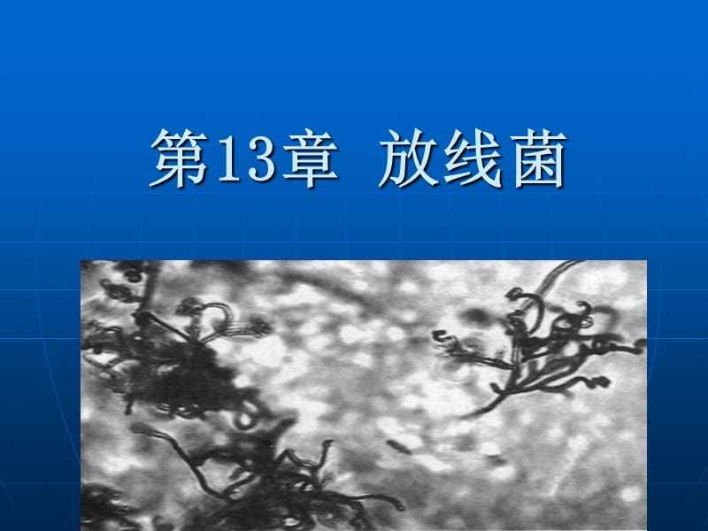 第13章放线菌.ppt_第1页