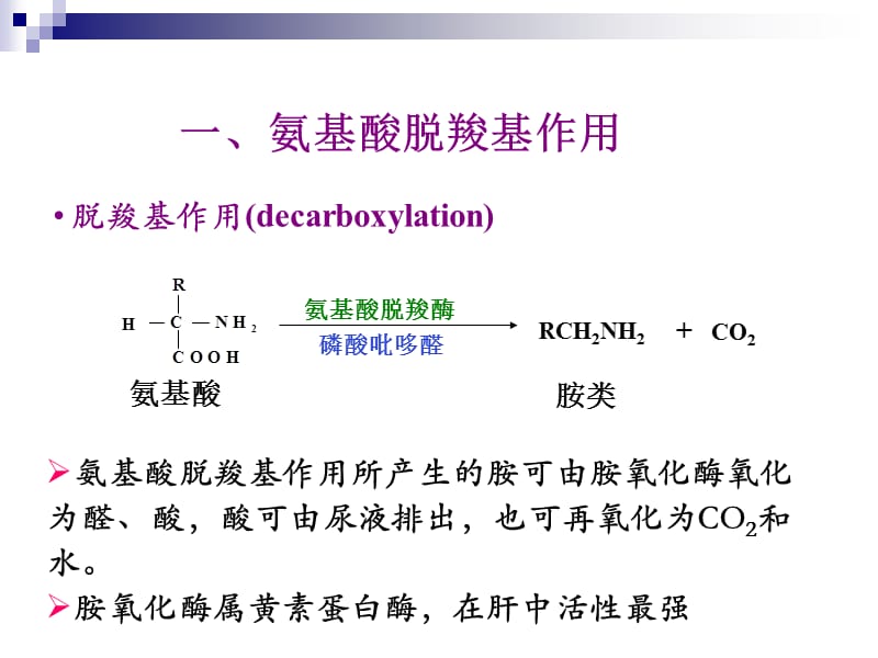 氨基酸代谢-3.ppt_第3页