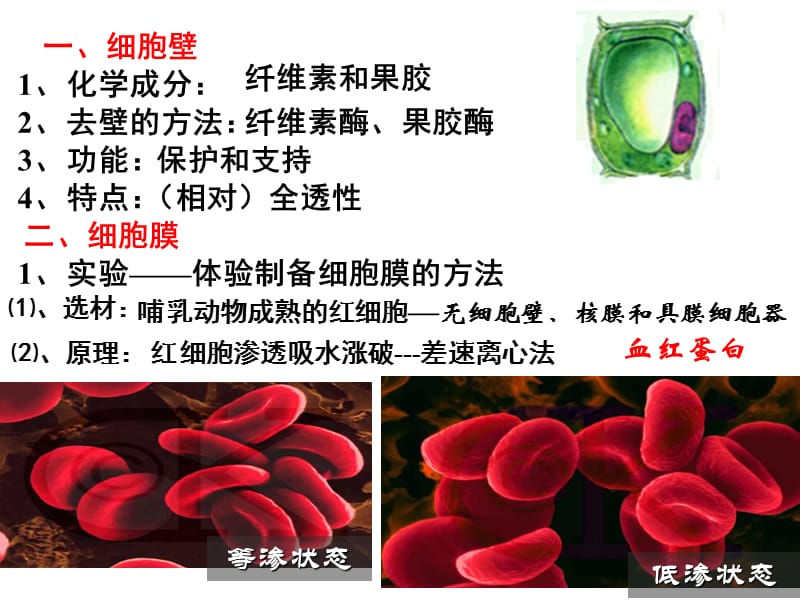 必一2-1细胞膜.ppt_第3页