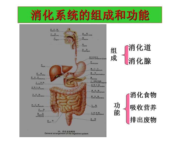 病理第8版课件-消化系统疾病.ppt_第2页