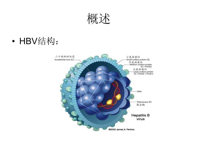 乙型肝炎受者肾移植免疫抑制方案.ppt_第2页