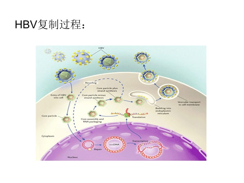 乙型肝炎受者肾移植免疫抑制方案.ppt_第3页