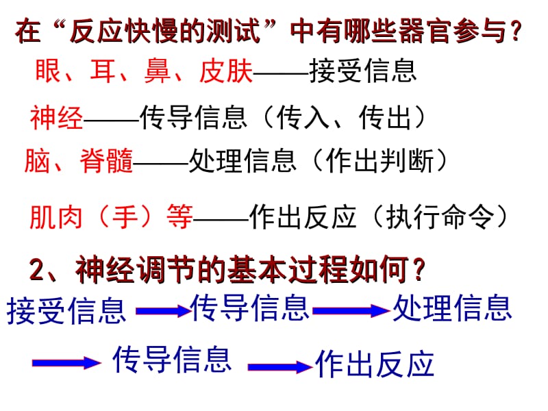 八年级生物神经调节2.ppt_第1页