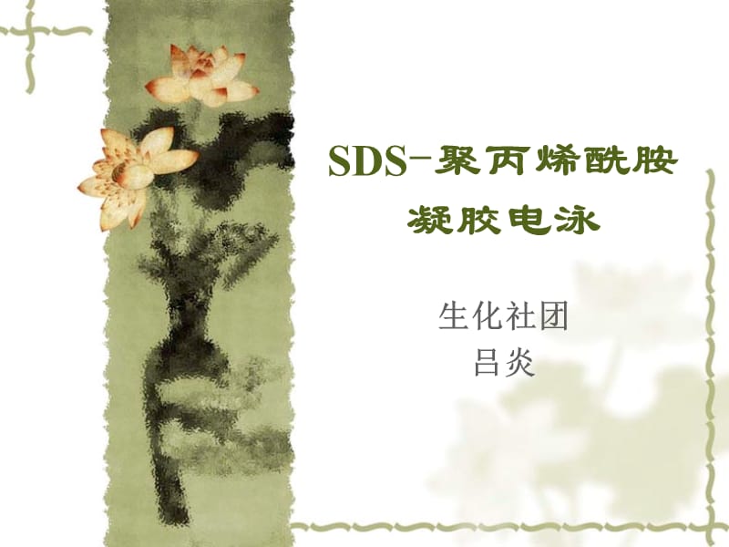 SDS-聚丙烯酰胺凝胶电泳法测定蛋白质分子量.ppt_第1页