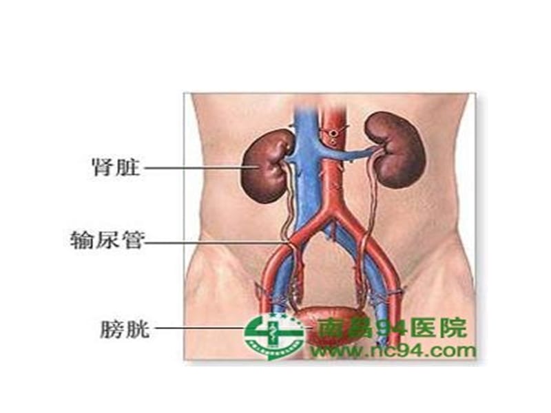 北京东方京城中医医院肾病综合症病人的护理.ppt_第2页