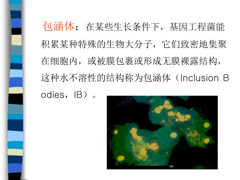 包涵体蛋白质复性-纯化.ppt_第3页