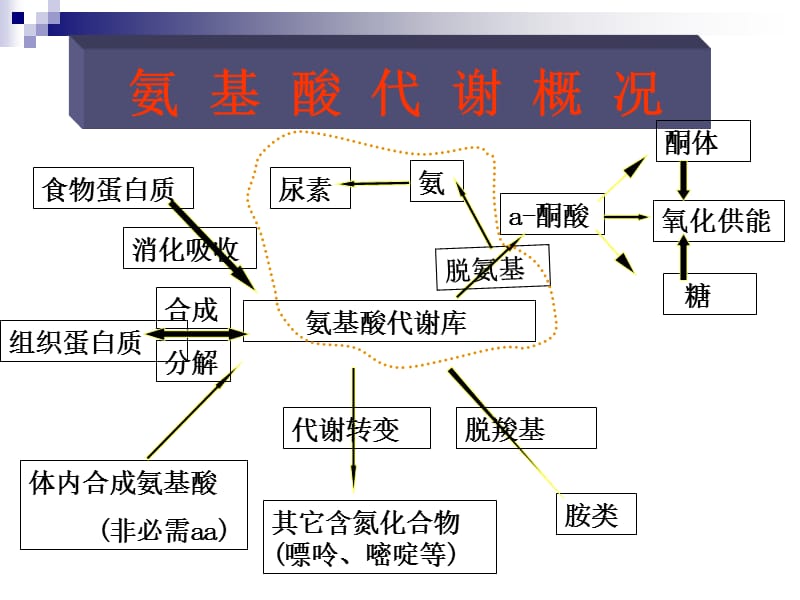 氨基酸代谢-2.ppt_第2页