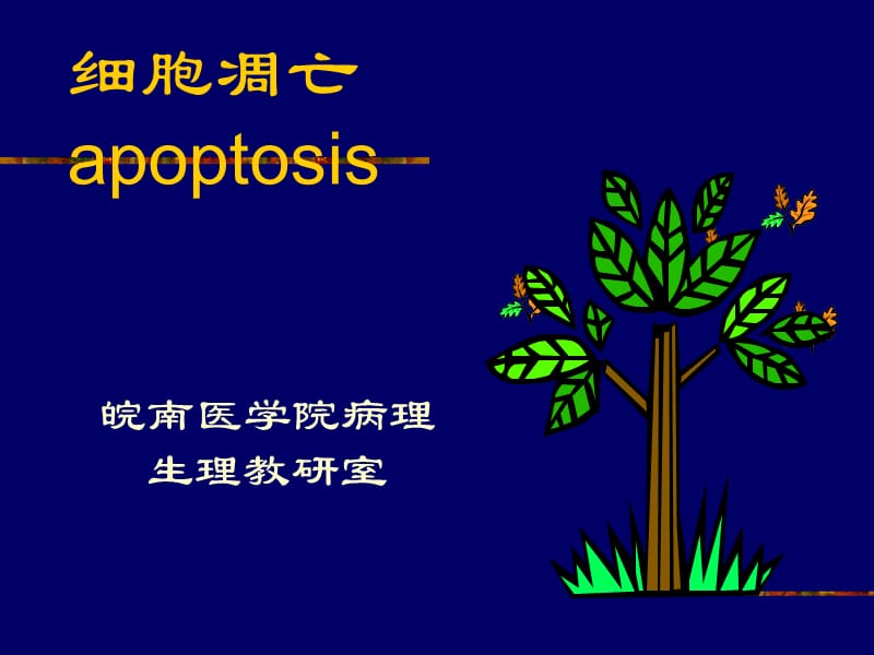 病理生理学12-细胞凋亡与疾病.ppt_第1页