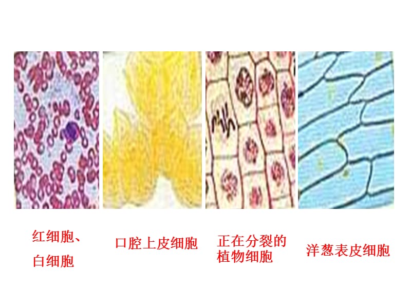 课时三：细胞的多样性和统一性.ppt_第3页