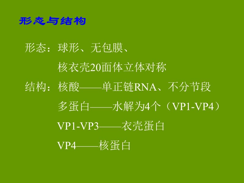 肠道病毒的分类关系.ppt_第3页