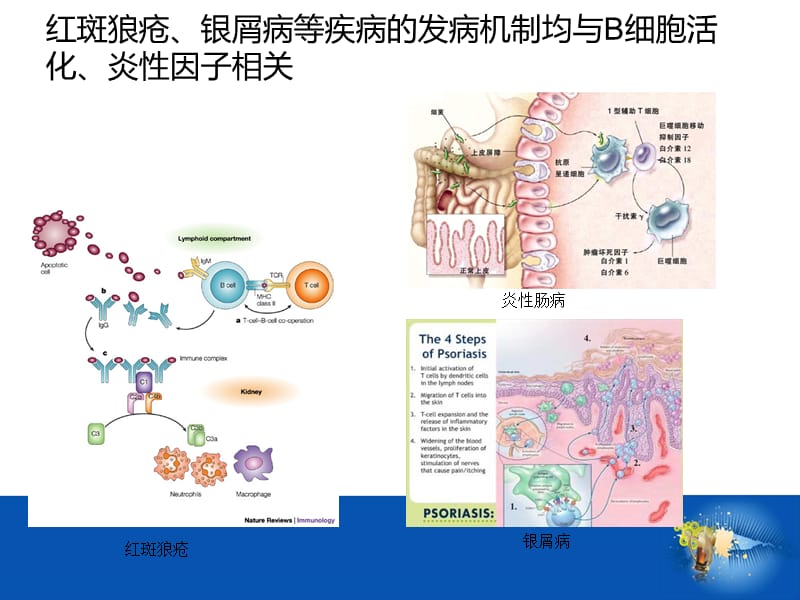 艾拉莫德用药经验分享.ppt_第3页