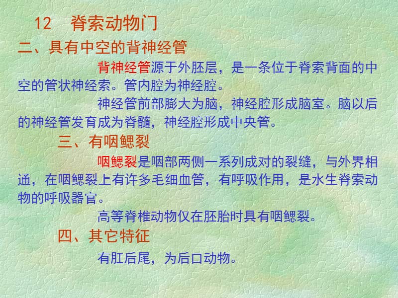 L脊索动物门(1).ppt_第3页