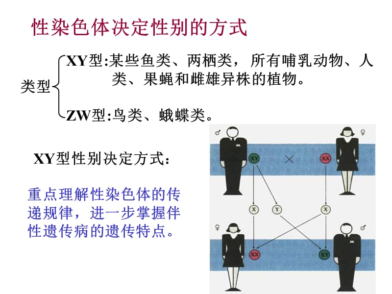 性别决定和伴性遗传.ppt_第3页