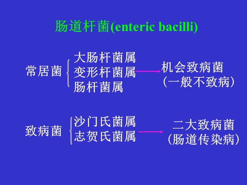 肠道杆菌entericbacilliP.ppt_第3页