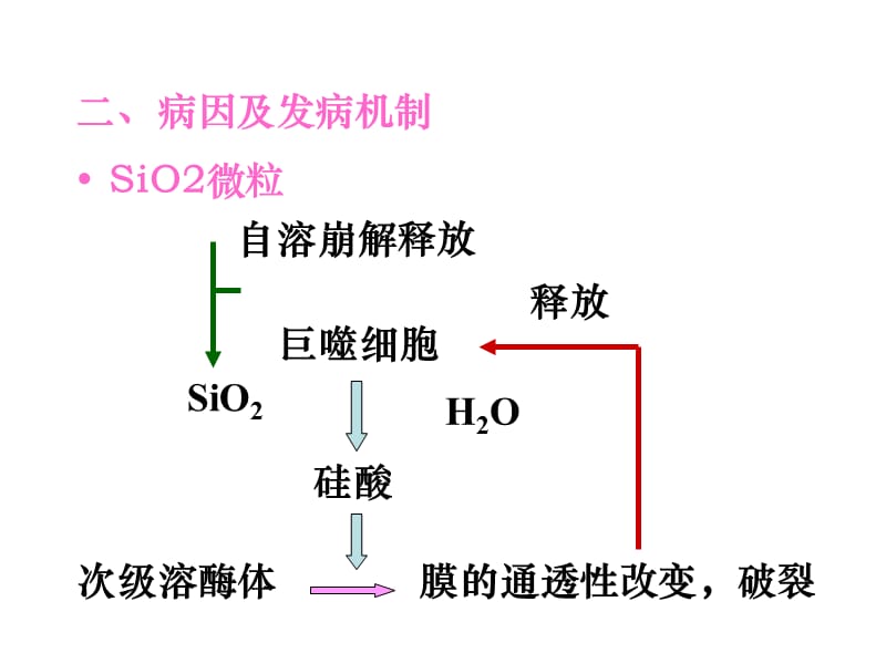 病理学-硅肺、肺癌、鼻咽癌(上部分).ppt_第3页