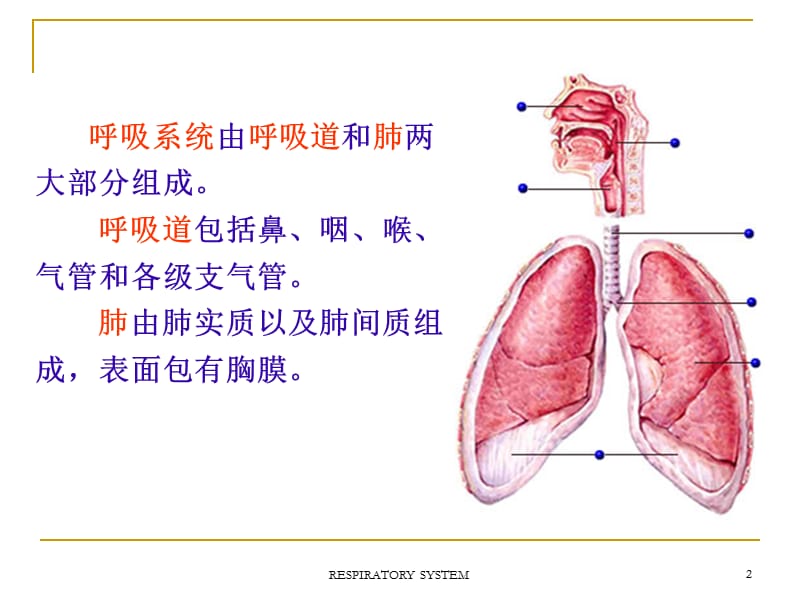 第06章呼吸系统ppt课件.ppt_第2页